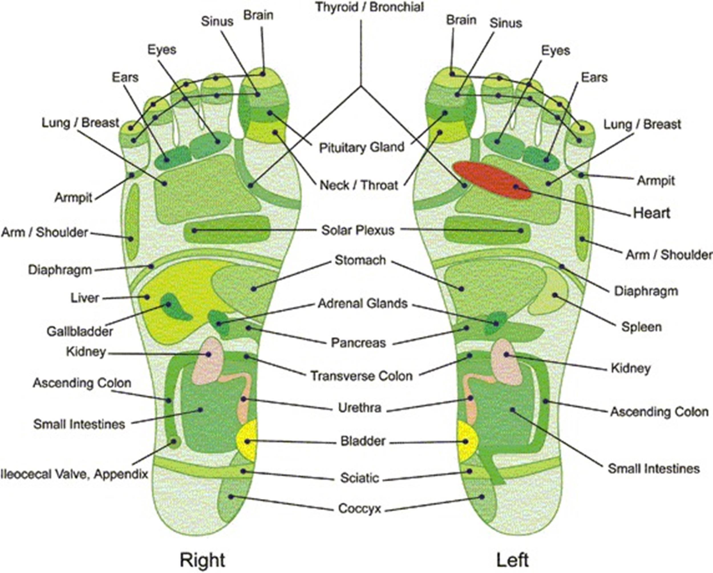 31 Printable Foot Reflexology Charts &amp;amp; Maps ᐅ Templatelab with regard to Reflexology Chart Printable Free