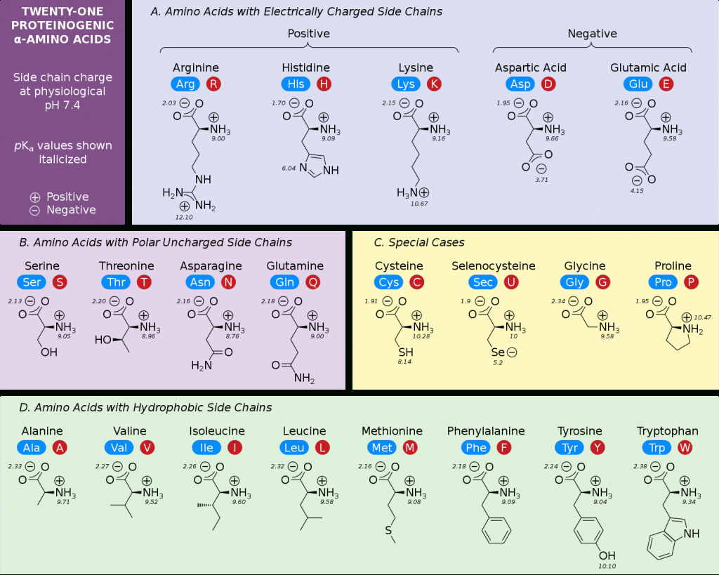 Amino Acid Chart | Chemtalk with regard to Amino Acid Chart Printable