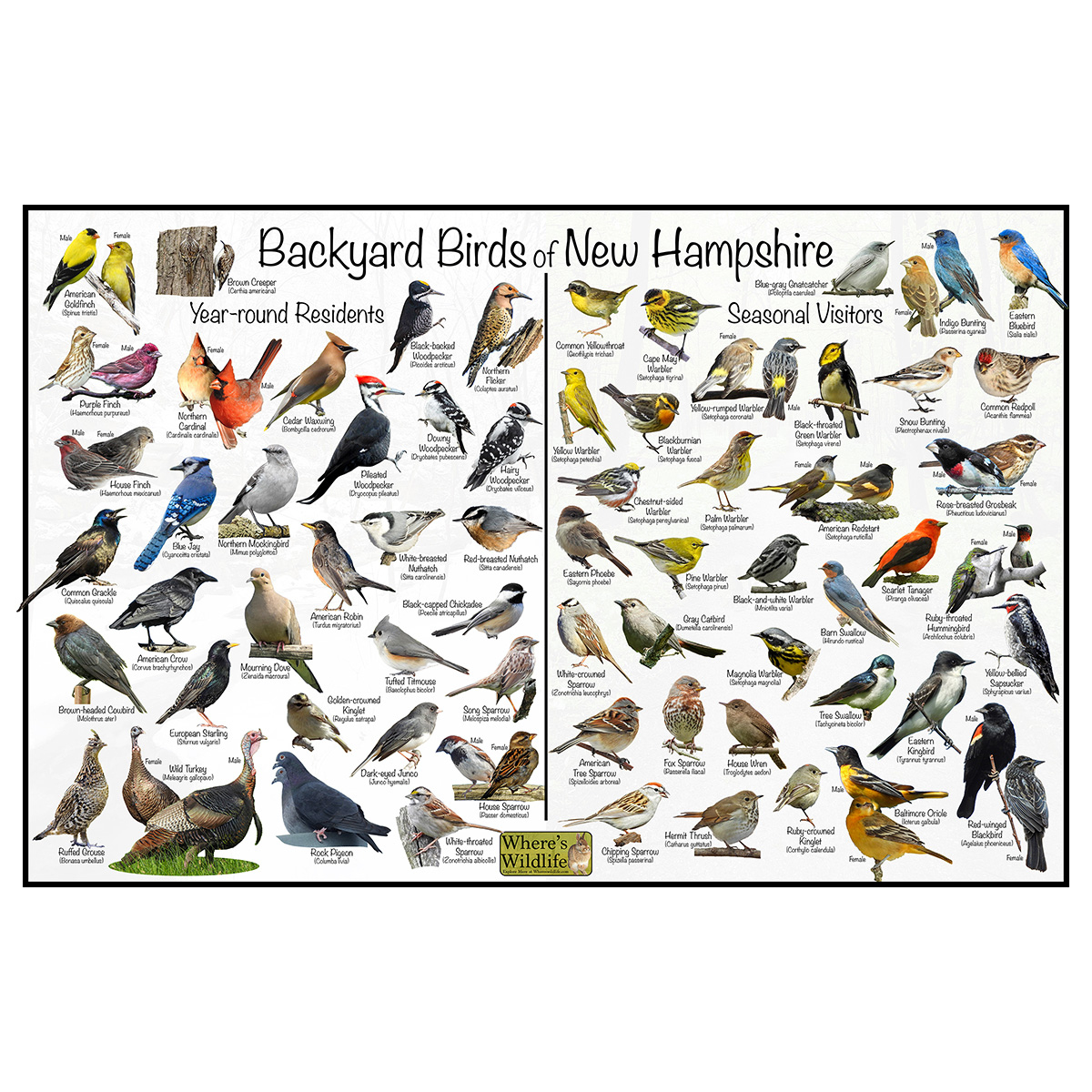 Backyard Birds Of New Hampshire – Bird Identification Chart (Year regarding Bird Identification Chart Printable