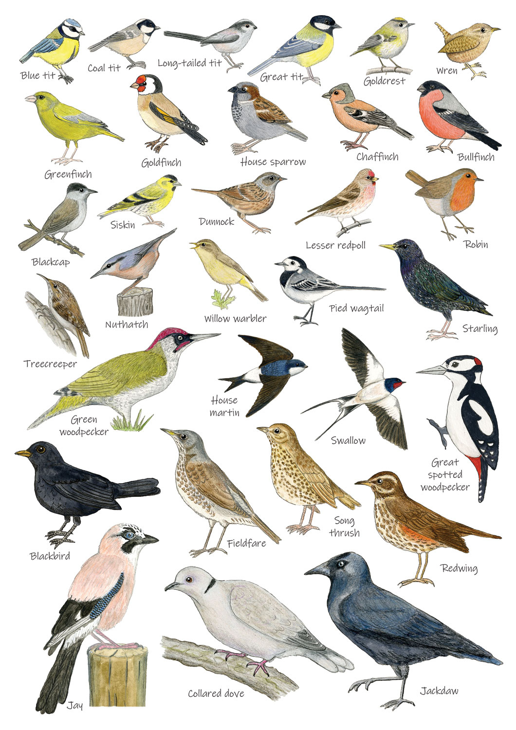 British Garden Birds Identification A5 Card Postcard, Art Print pertaining to Bird Identification Chart Printable