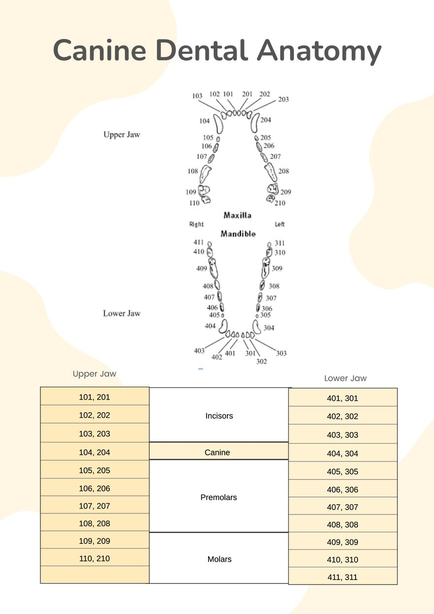 Canine Dental Chart In Illustrator, Pdf - Download | Template throughout Canine Dental Chart Printable