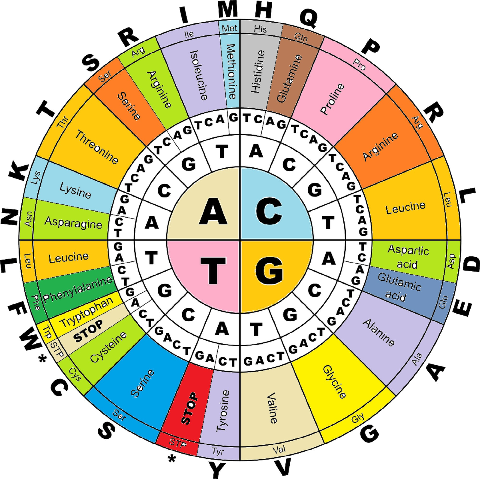Classroom Excellent Poster Biology Dna throughout Amino Acid Chart Printable