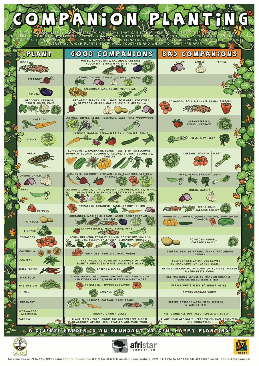 Collection Of Companion Planting Charts, Guides, And Pdfs – World with Vegetable Companion Planting Chart Printable