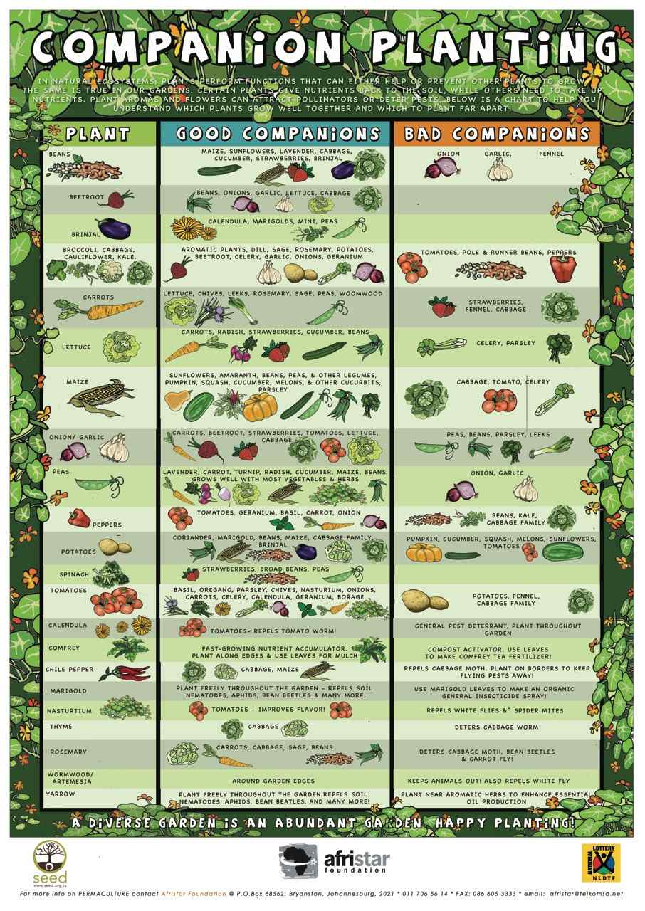 Companion Planting Chart - Growin Crazy Acres throughout Companion Planting Chart Printable
