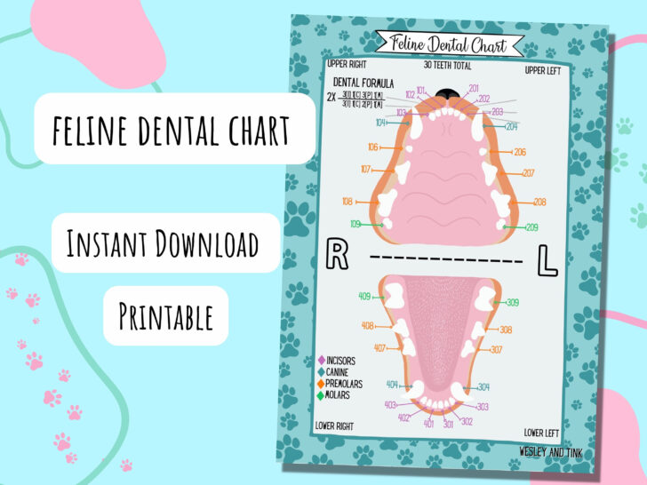 Feline Dental Chart Printable