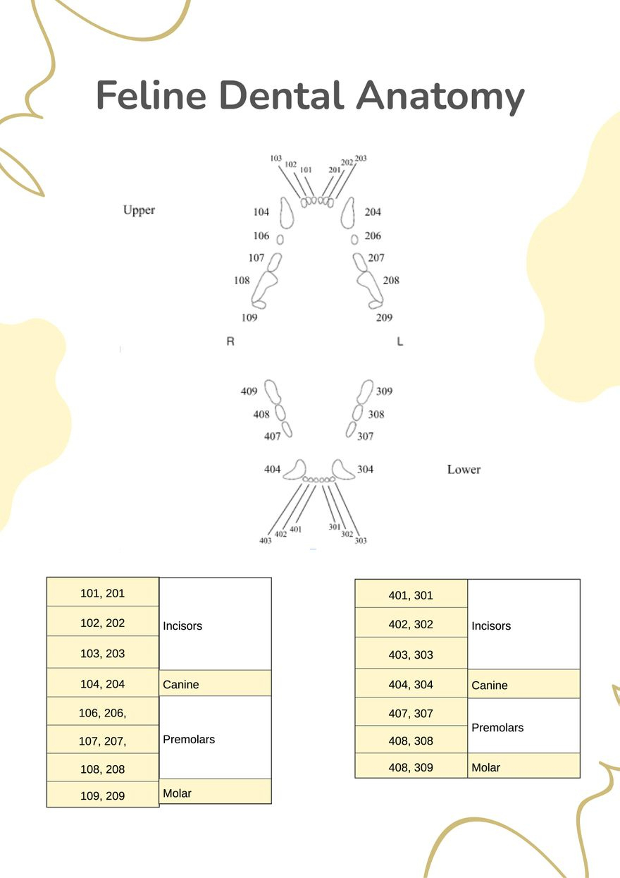 Feline Dental Chart In Illustrator, Pdf - Download | Template with Feline Dental Chart Printable