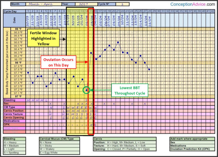Fertility Chart Printable