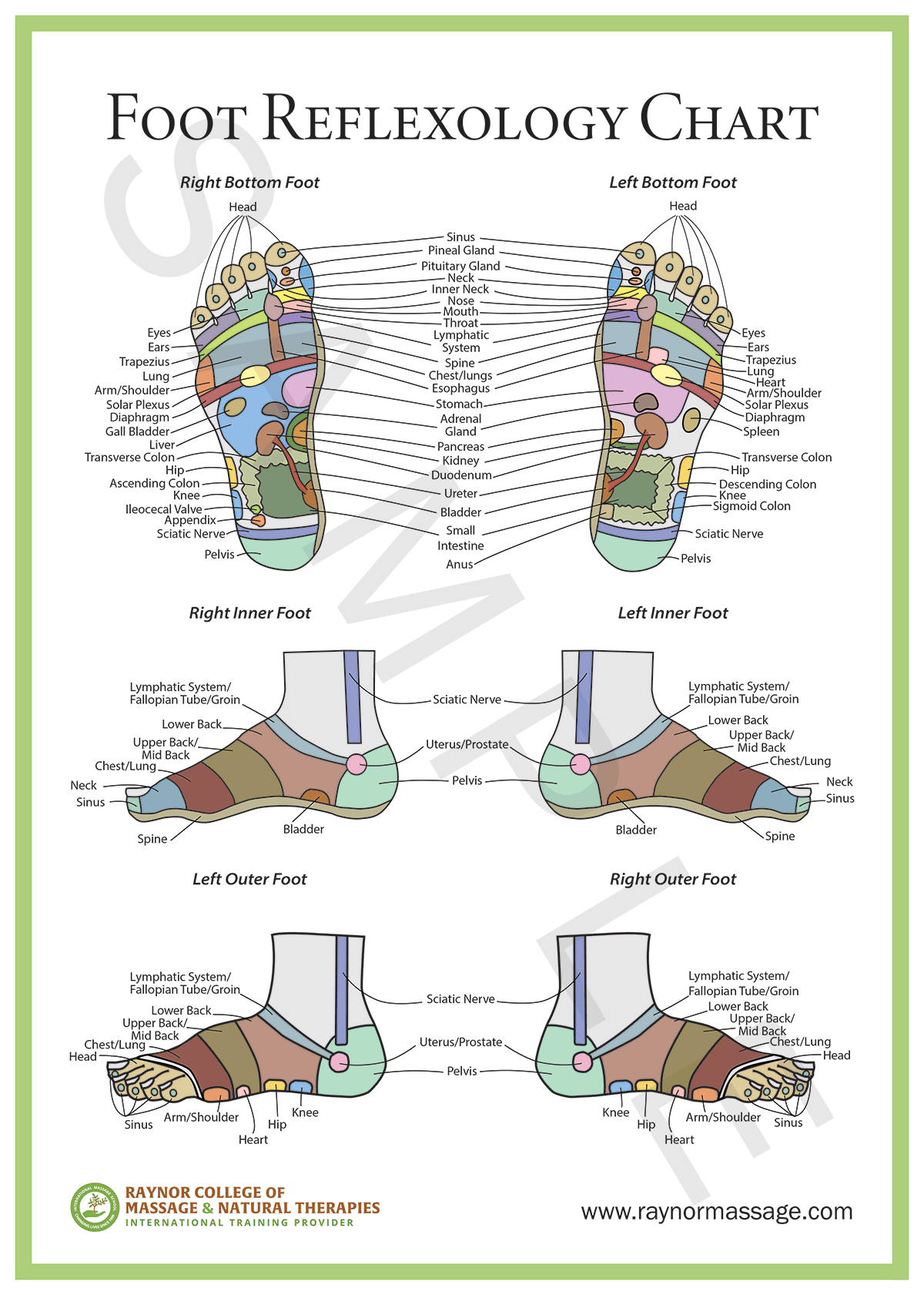Foot Reflexology Chart - Raynor College Of Massage &amp;amp; Natural Therapies inside Reflexology Chart Printable Free