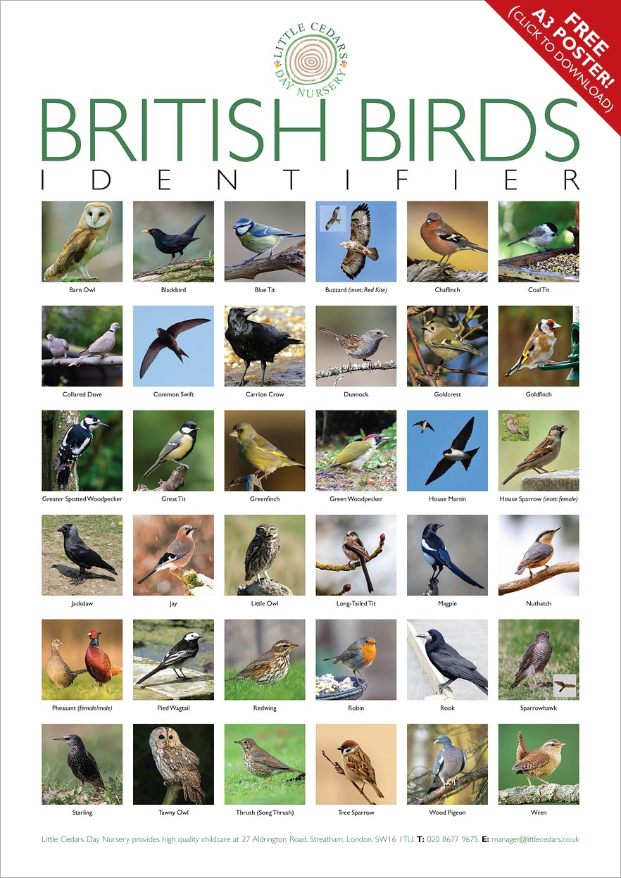 Free Bird-Spotting Activity Poster For Children Incl. Under-5S regarding Bird Identification Chart Printable