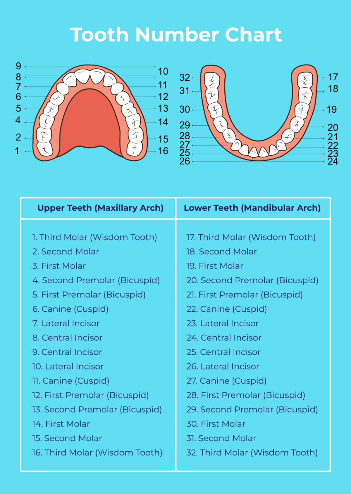 Free Tooth Chart Templates, Editable And Printable with regard to Tooth Number Chart Printable
