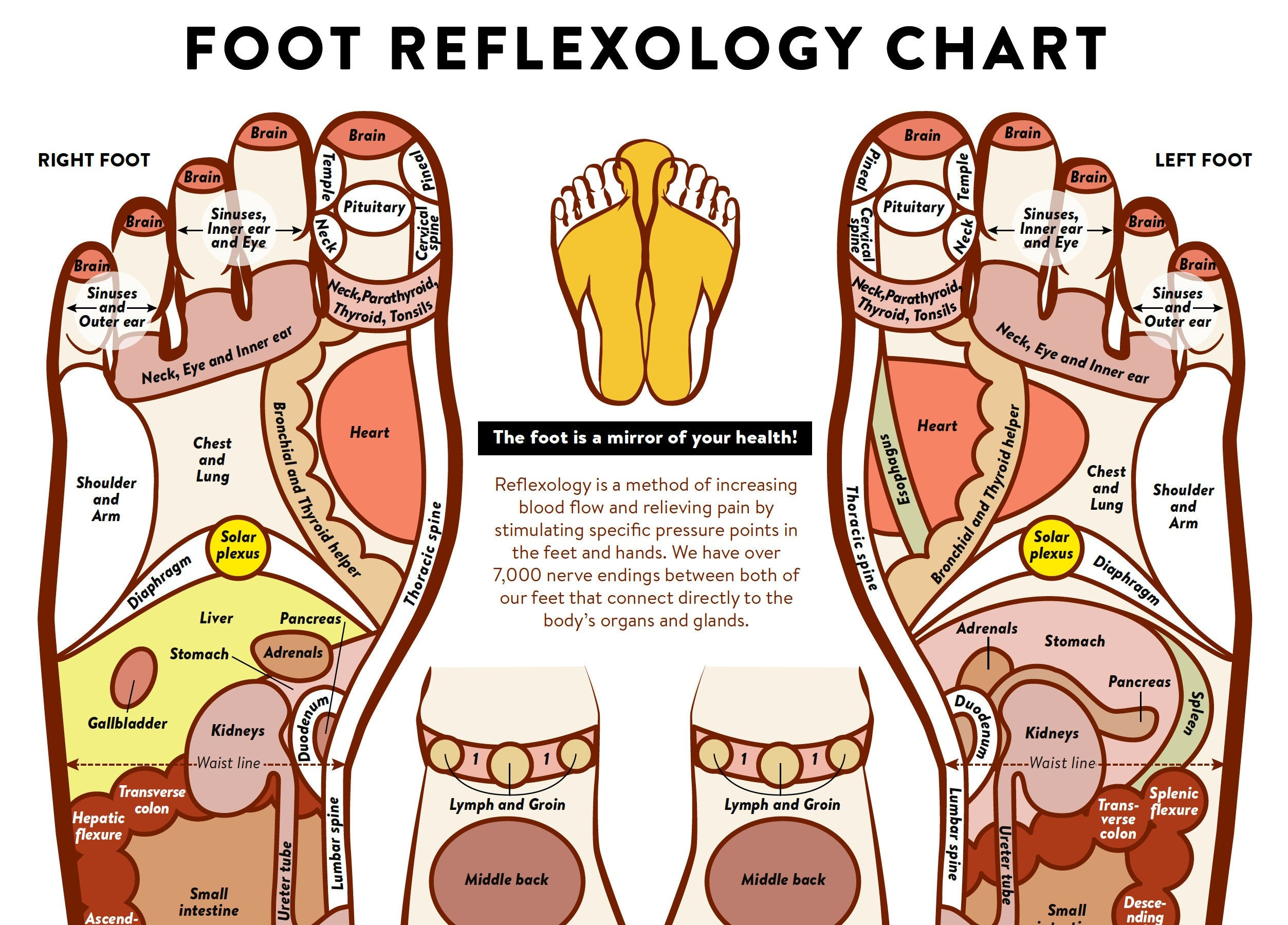 Fuß Akupressur Und Reflexzonen Karte, Beschriftete Fuß Karte with Reflexology Foot Chart Printable