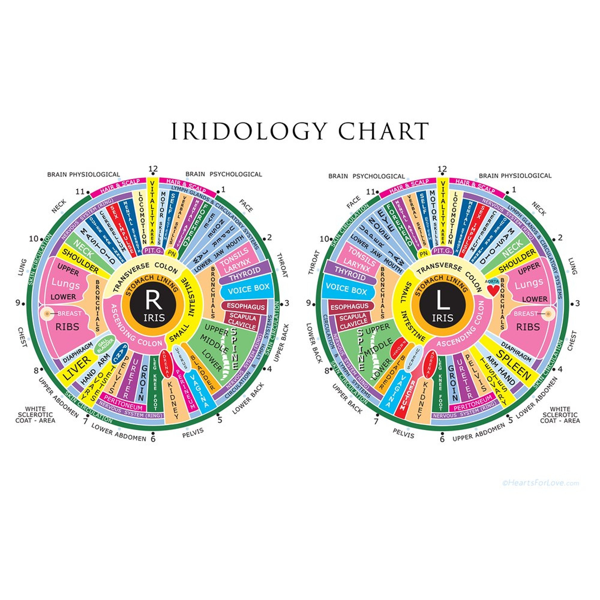 Iridology Chart, Up To 20 X 30 Inches. Professional Quality Print throughout Iridology Chart Printable