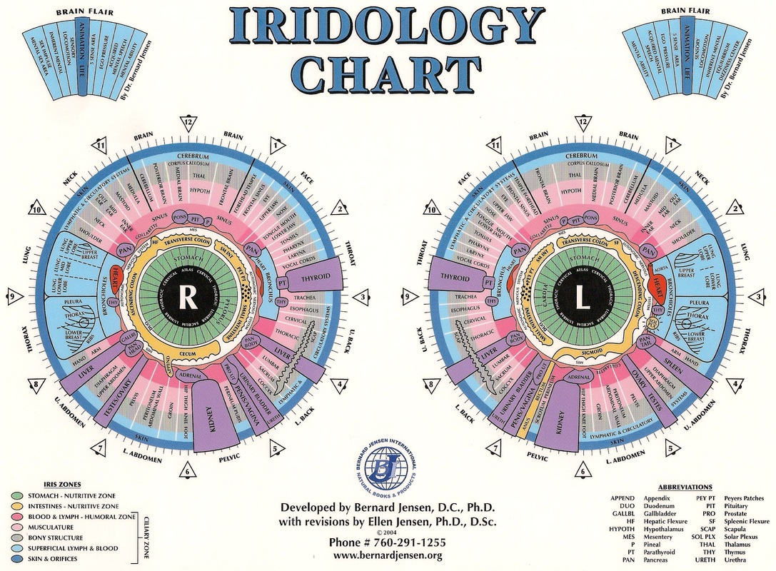Iridology Treatmentandrea Murphy Of Stuart Florida in Iridology Chart Printable