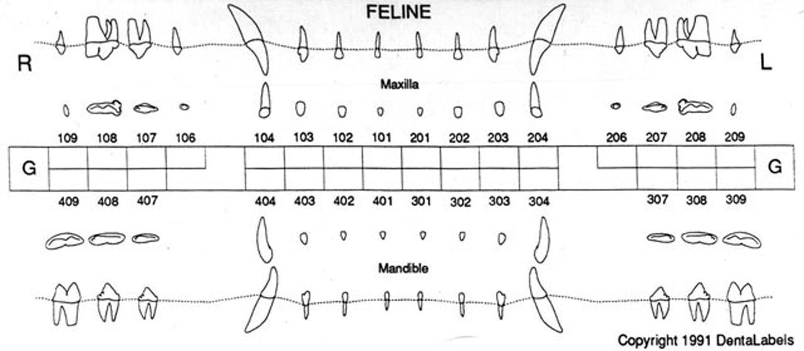 Normal Feline Dental Radiographs - Vet Dent Edu regarding Feline Dental Chart Printable
