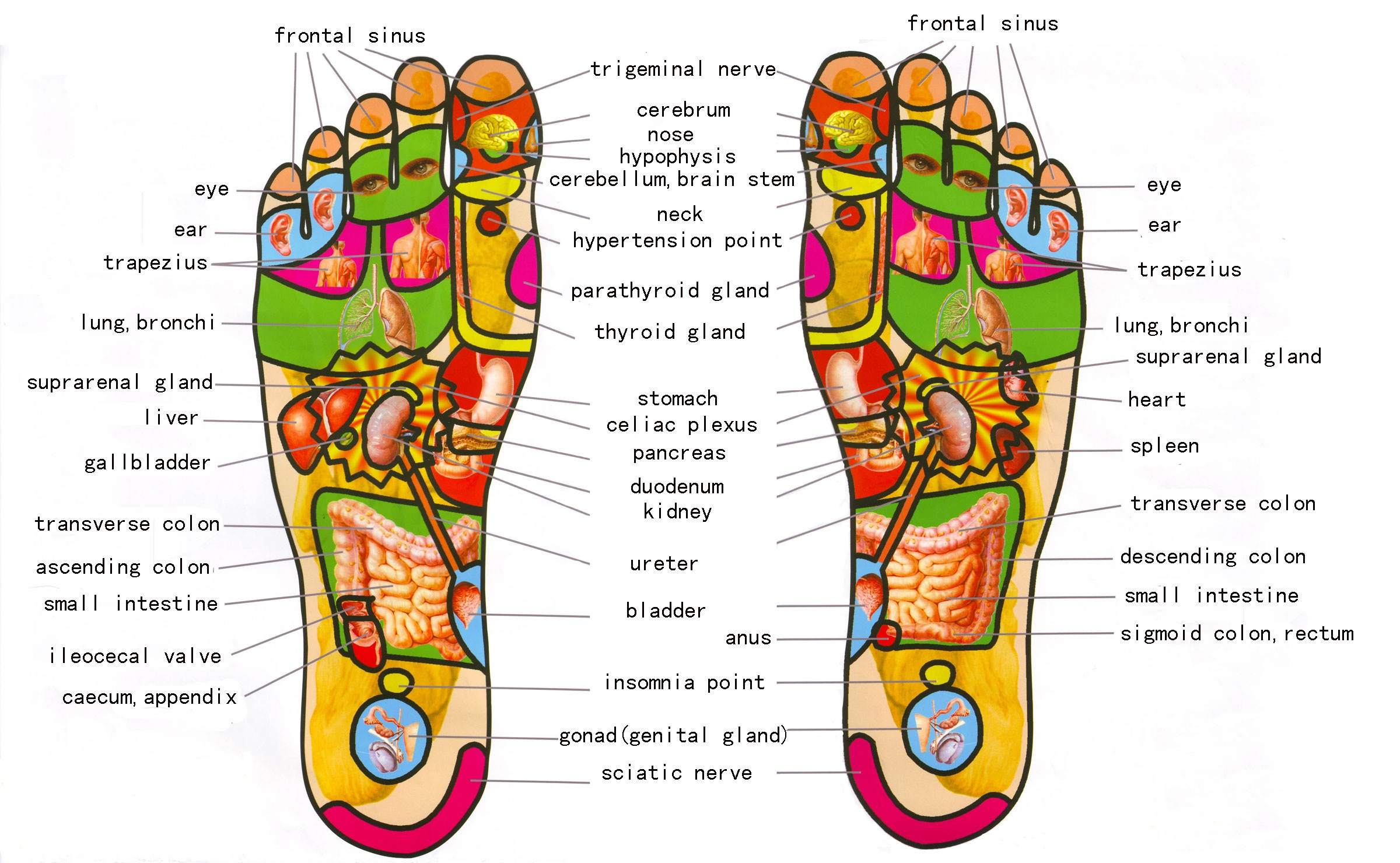 Reflexology » Balance Orlando 2025 for Reflexology Foot Chart Printable