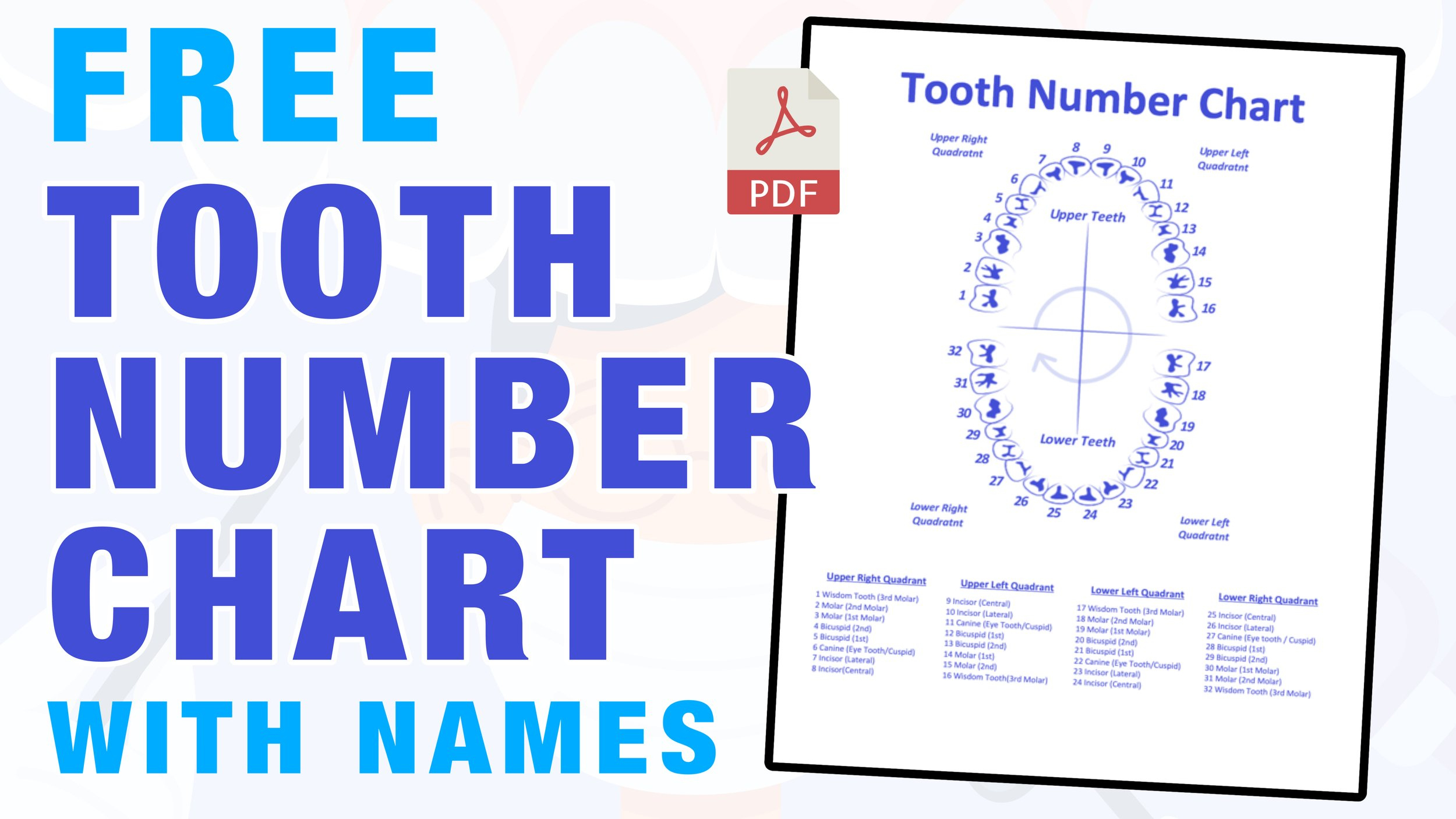 Tooth Number Chart (Printable Pdf) — Mashup Math throughout Tooth Number Chart Printable