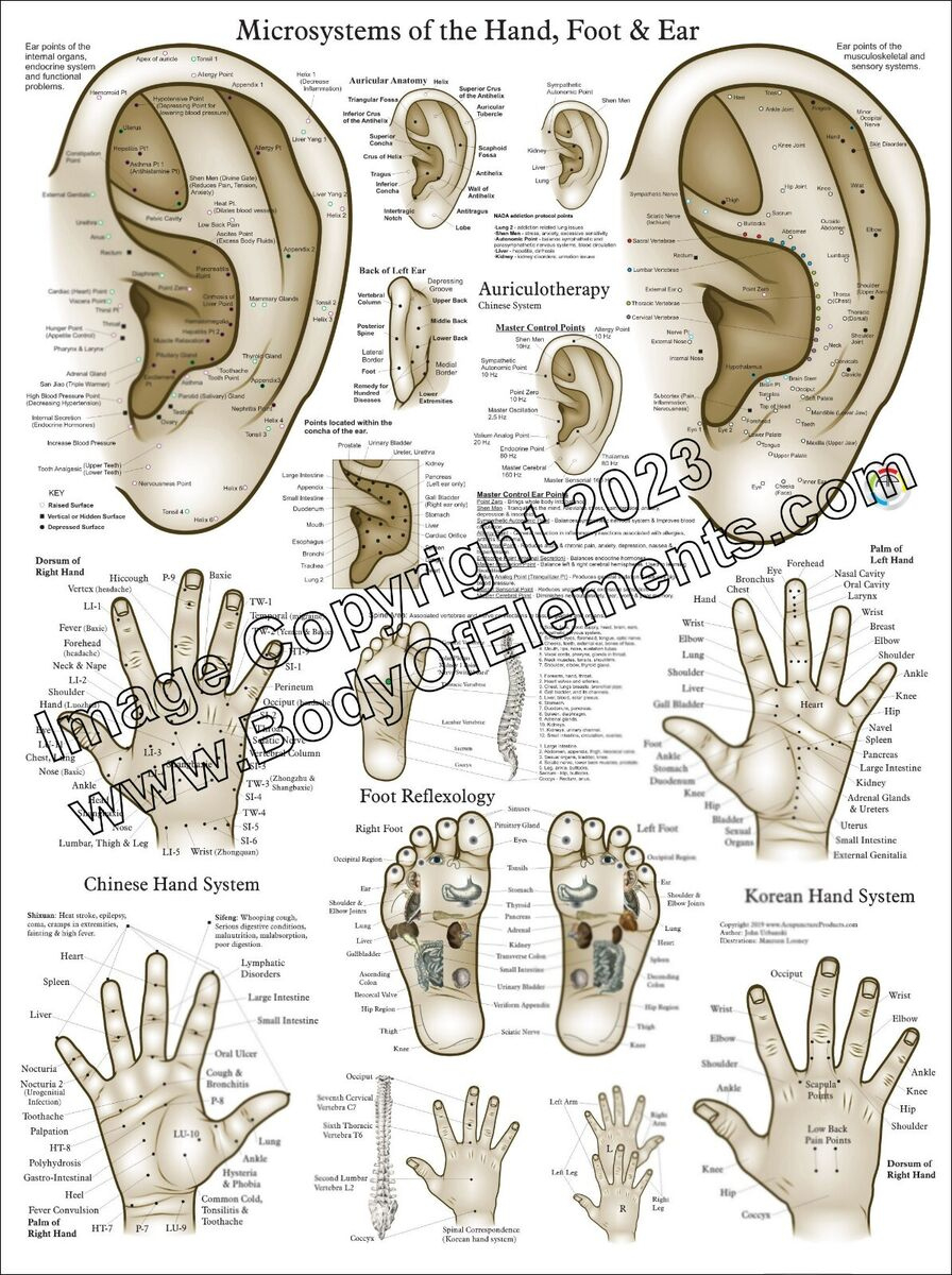 Akupunktur Mikrosystem Punkte Poster 18 X 24 Ohr Hand Fuß Reflexzonenmassage Mas inside Ear Reflexology Chart Printable
