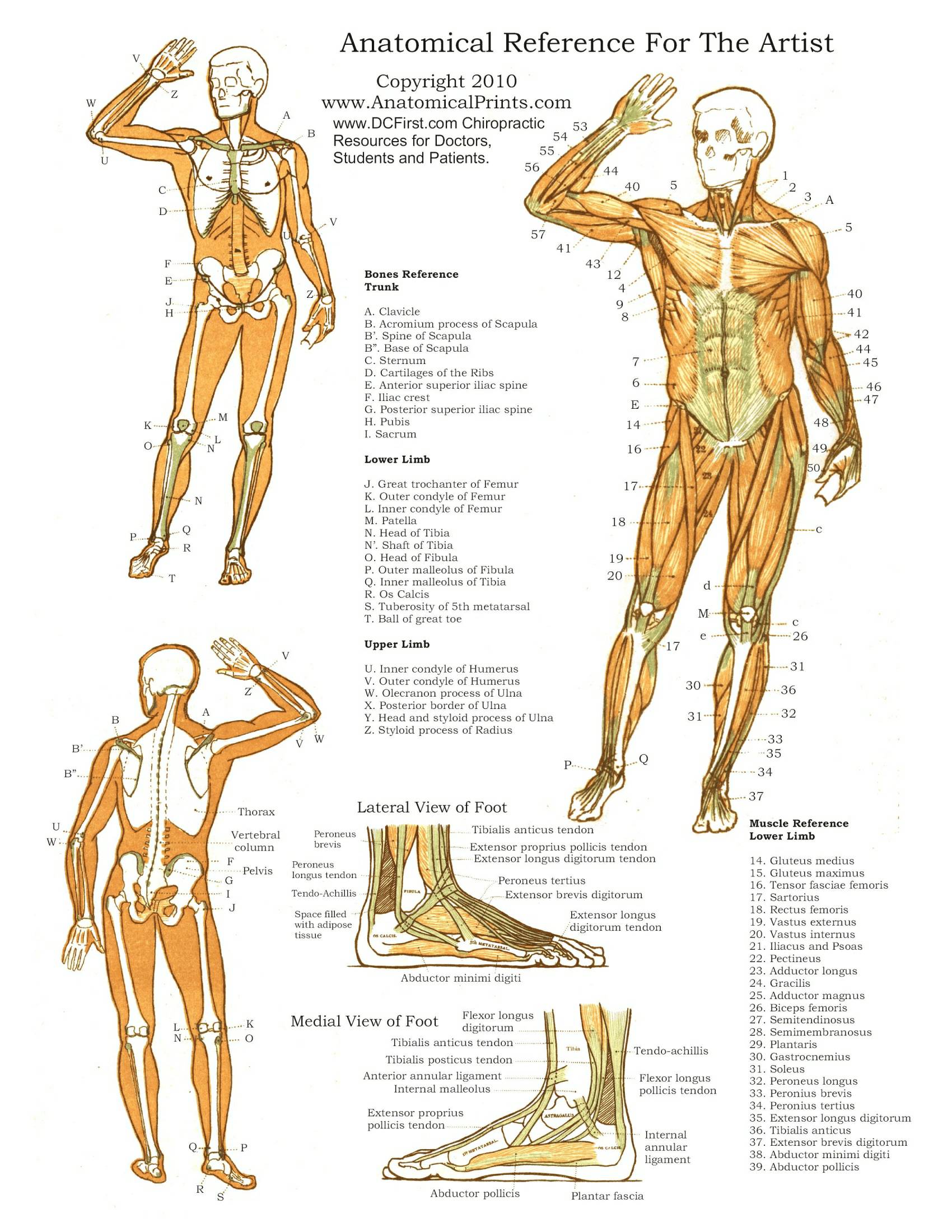 Anatomy Posters | Poster Template pertaining to Free Printable Human Anatomy Diagrams