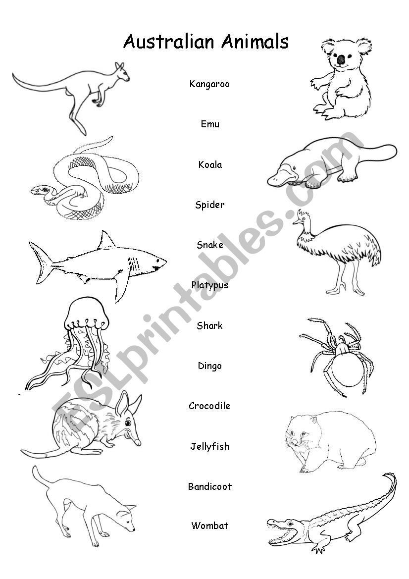 Australian Animals - Esl Worksheet66Crush - Worksheets Library throughout Australian Animals Printables Free