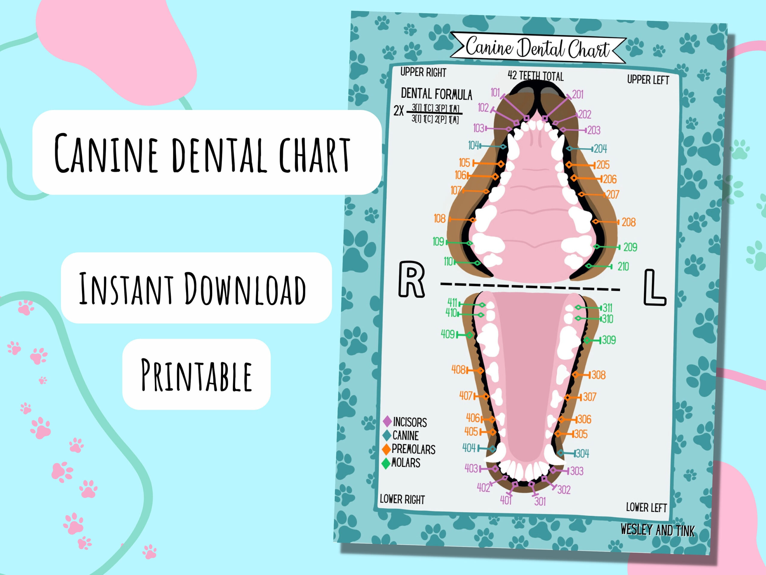 Canine Dental Chart, Digital Download, Printable, Poster intended for Dog Dental Chart Printable