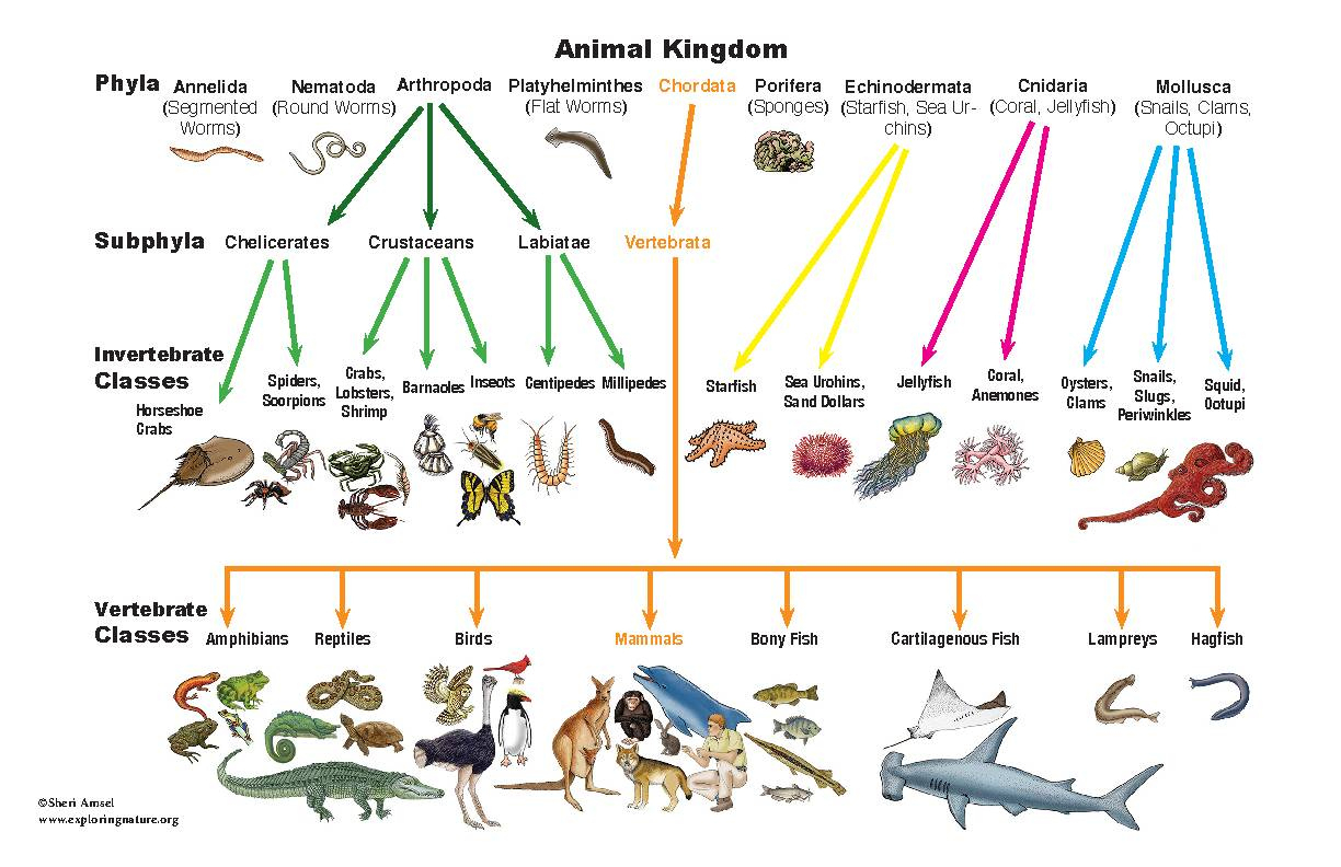 Classification Printable Poster - 11 X 17 - Classful pertaining to Animal Classification Chart Printable