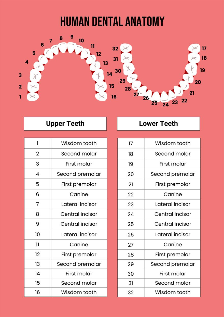 Dental Chart In Illustrator, Pdf - Download | Template with Dental Chart Printable