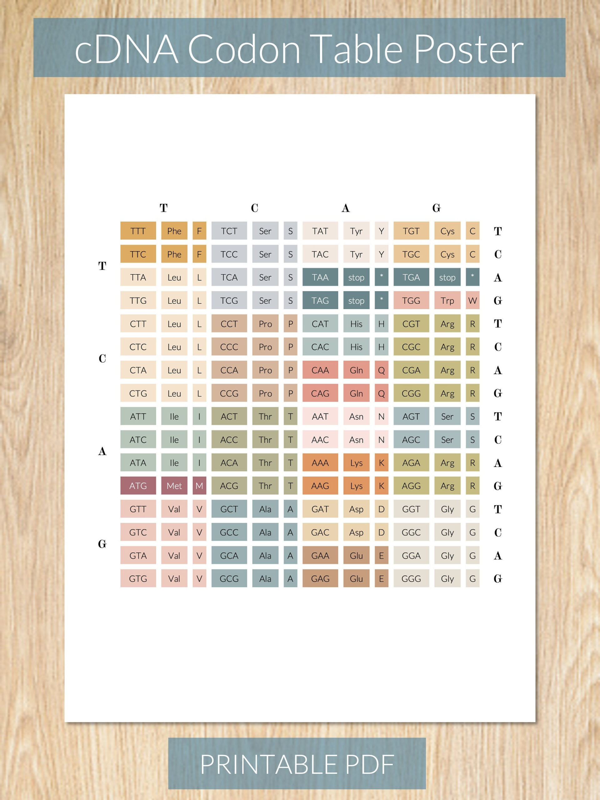 Dna Codon Table Printable Poster - Etsy throughout Codon Chart Printable