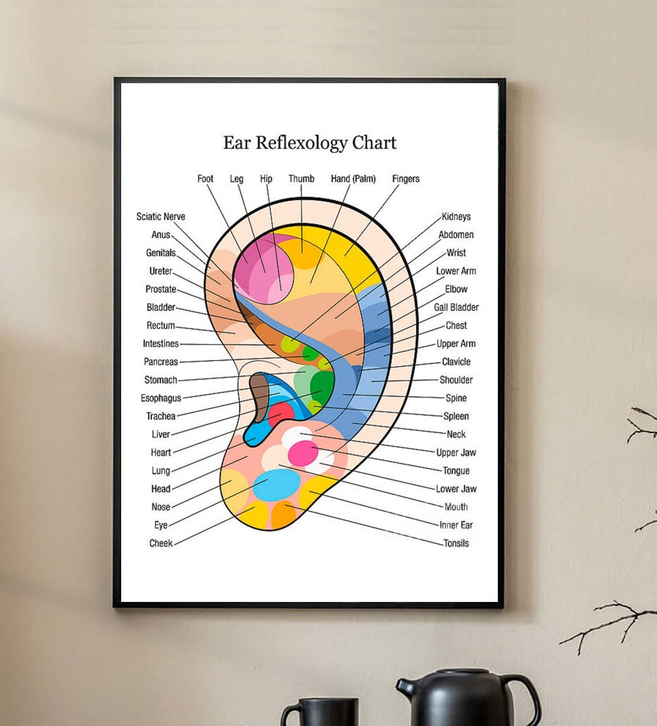 Ear Reflexology Chart Poster, Ear Chart Poster, Chart Poster - Etsy pertaining to Ear Reflexology Chart Printable