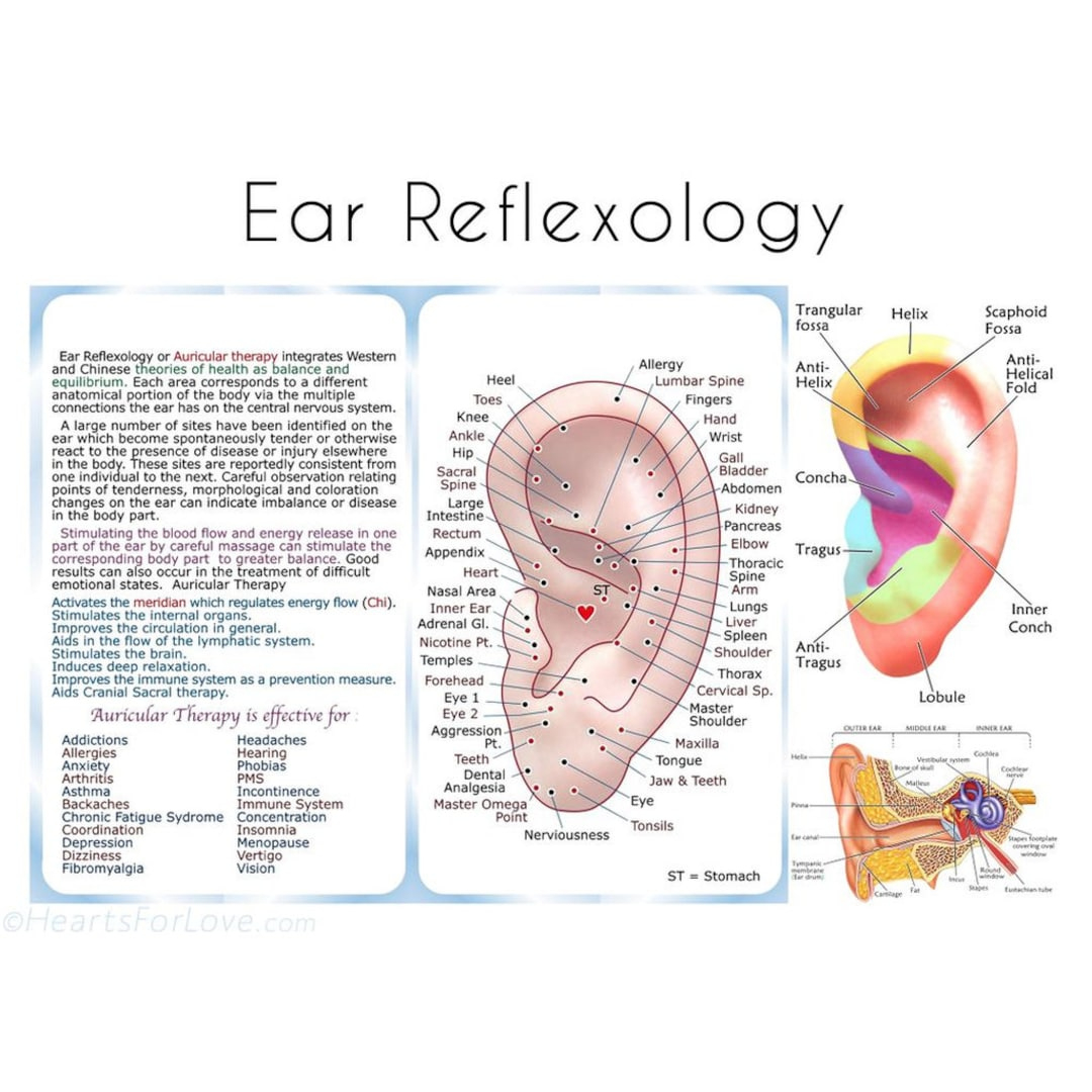 Ear Reflexology Guide And Chart - Etsy Uk within Ear Reflexology Chart Printable