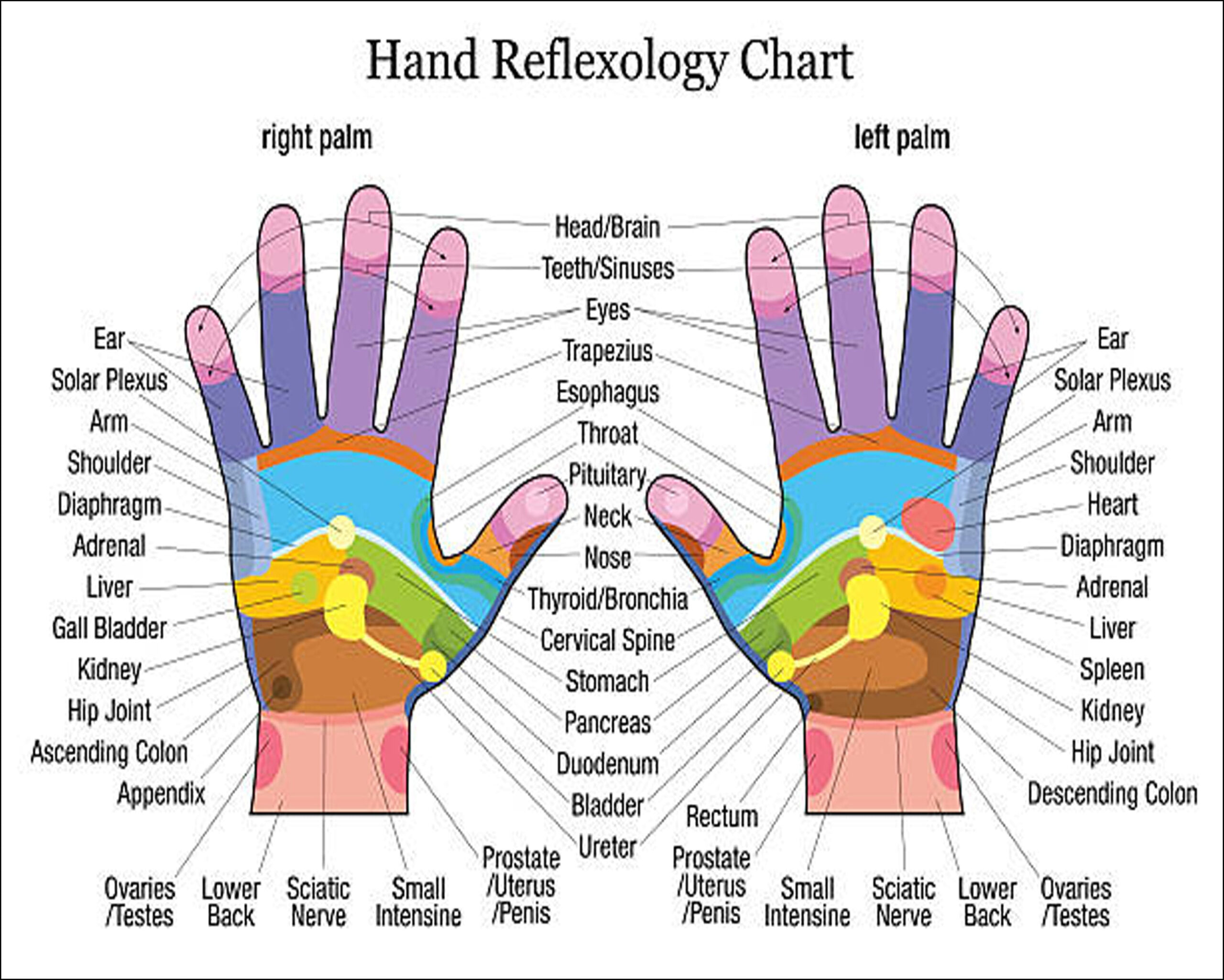 Foot Hand Ear Reflexology Charts Bundle 8 X 10 - Etsy in Reflexology Hand Chart Printable