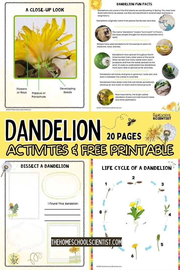 Free Dandelion Printable Pack regarding Free Dandelion Printables