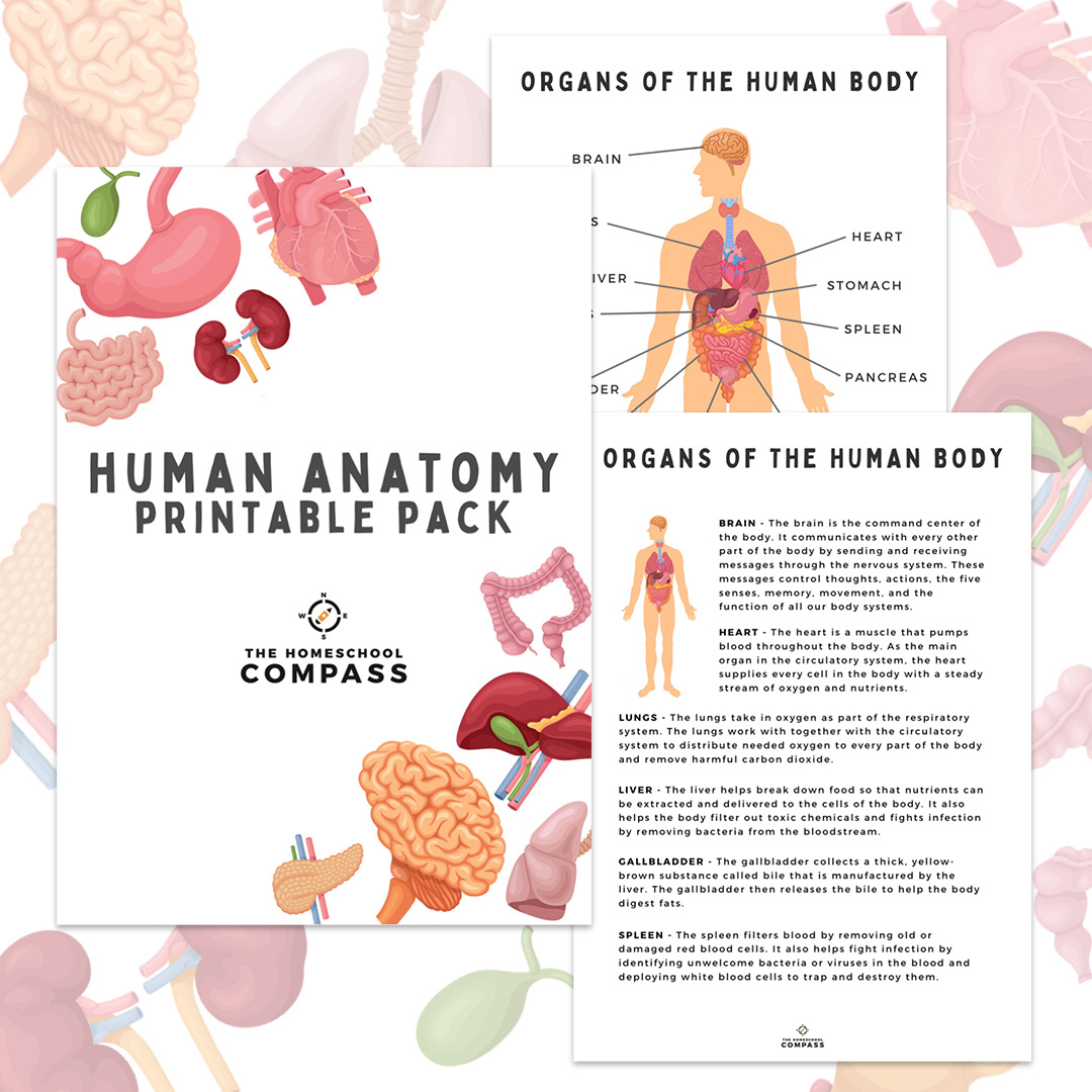 Free Human Anatomy Printable Pack - Homeschool Compass in Free Printable Human Anatomy Diagrams