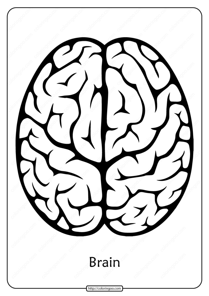 Free Printable Pictures of The Human Brain