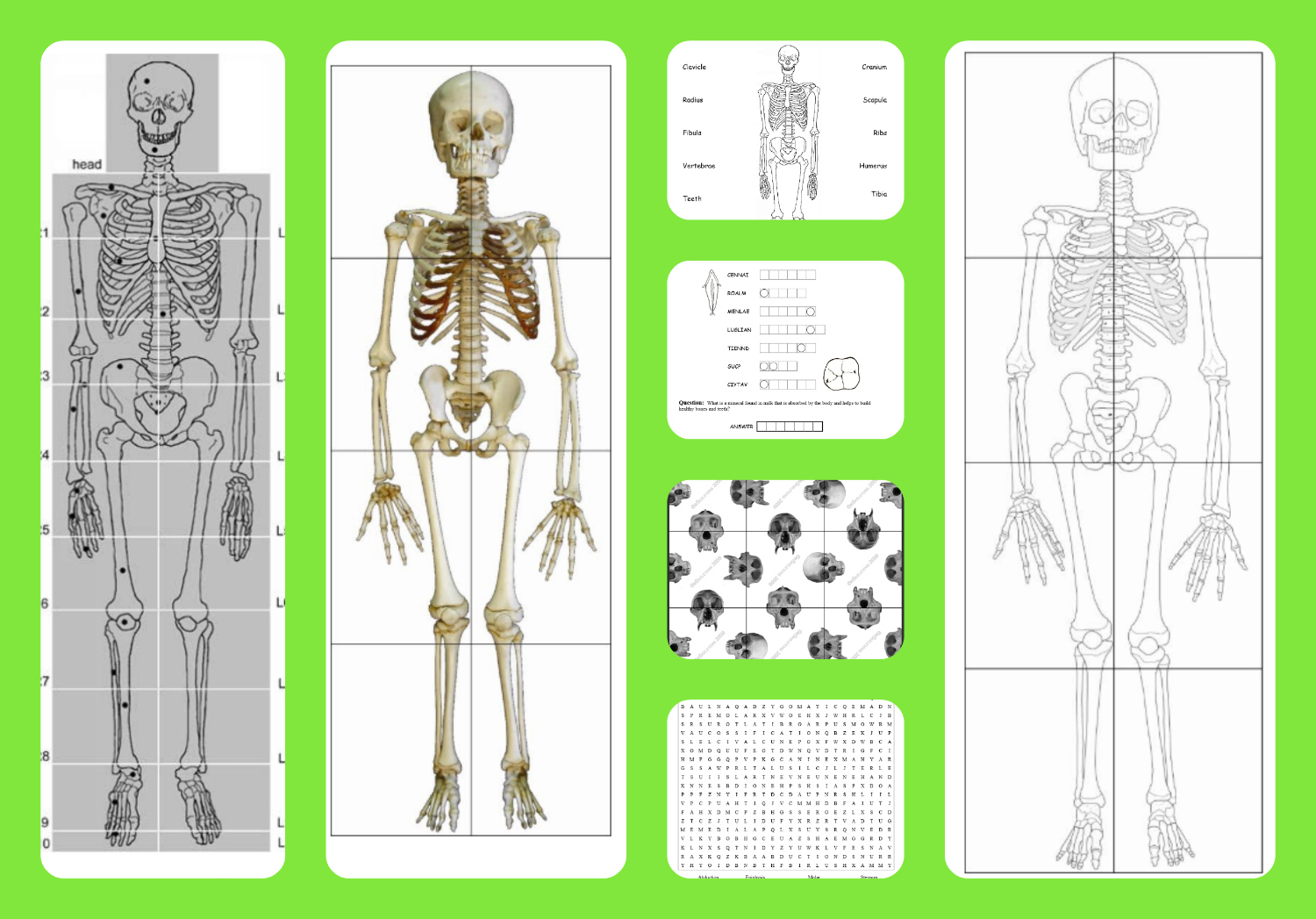 Free Printable Life-Sized Child And Adult Skeletons, Skull Puzzles with Free Life Size Printable Skeleton