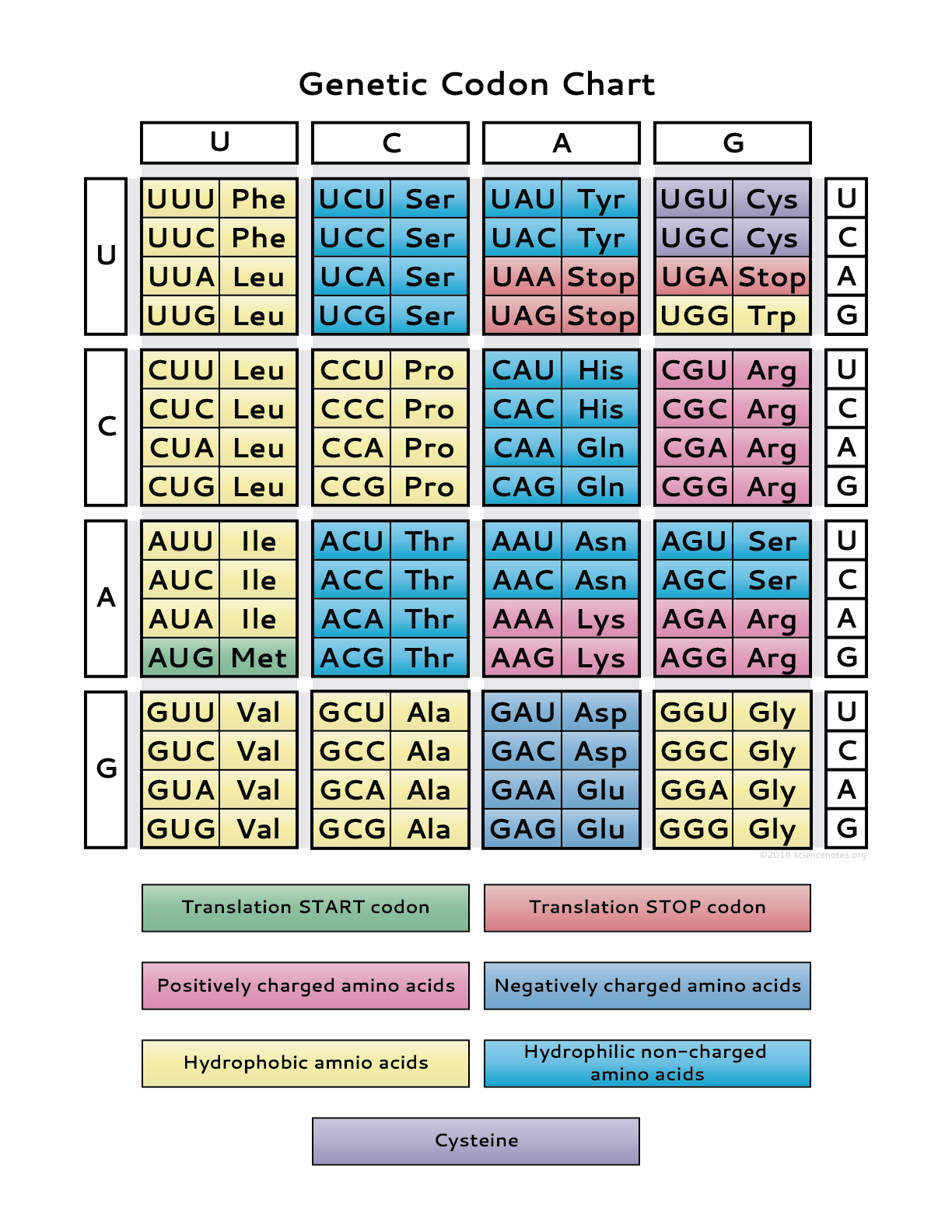 Genetic Code Chart (Pdf) with regard to Codon Chart Printable