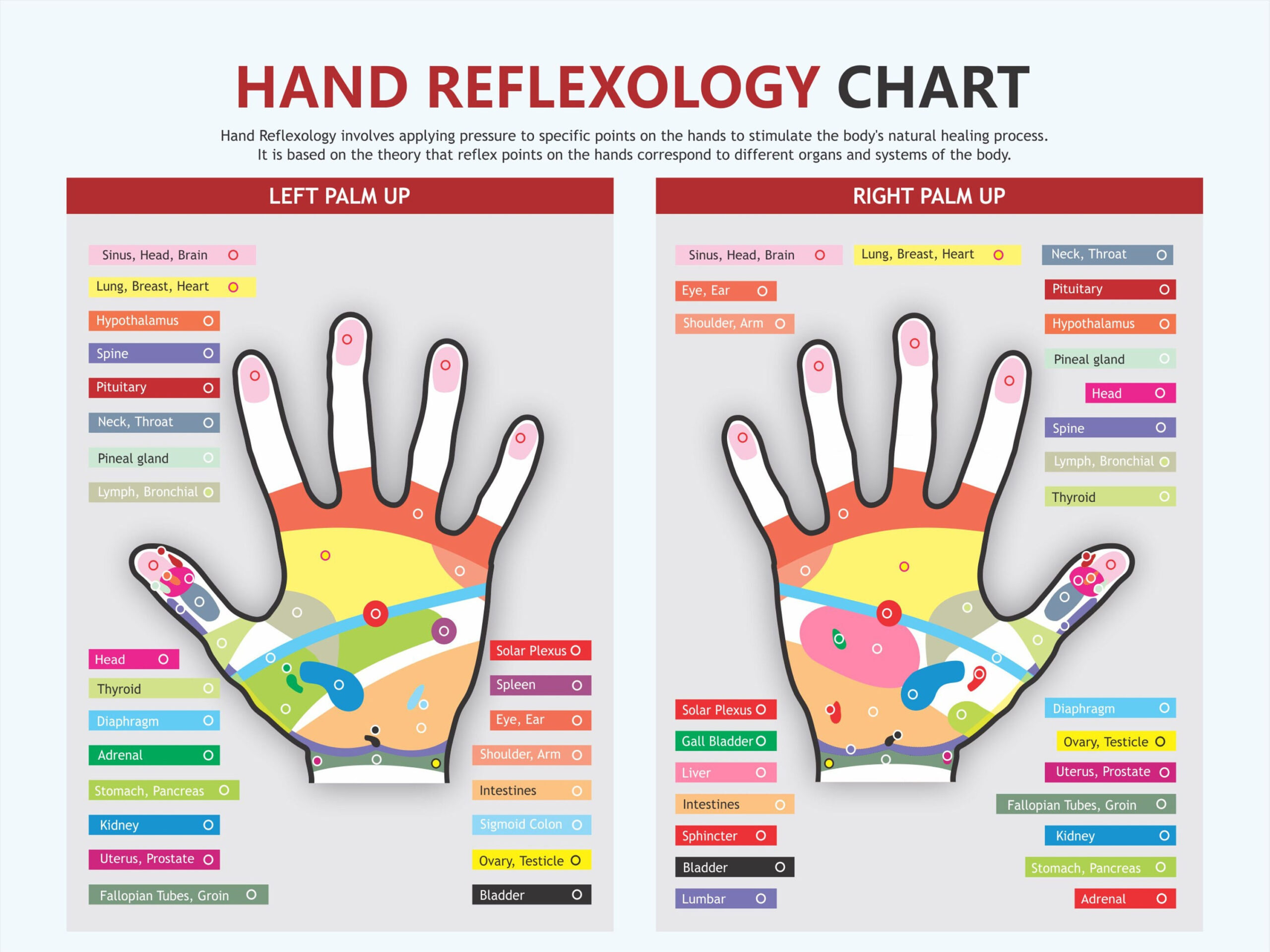 Hand Reflexology Chart, Digital Download Pdf, Reflexology Chart pertaining to Reflexology Hand Chart Printable