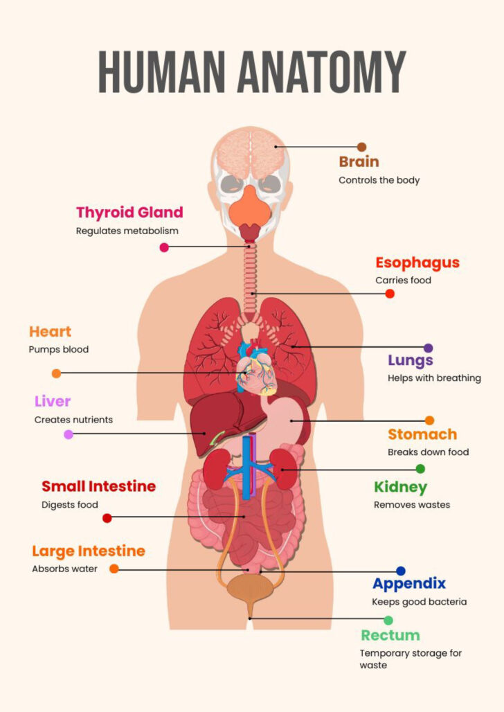 Free Printable Human Anatomy Diagrams