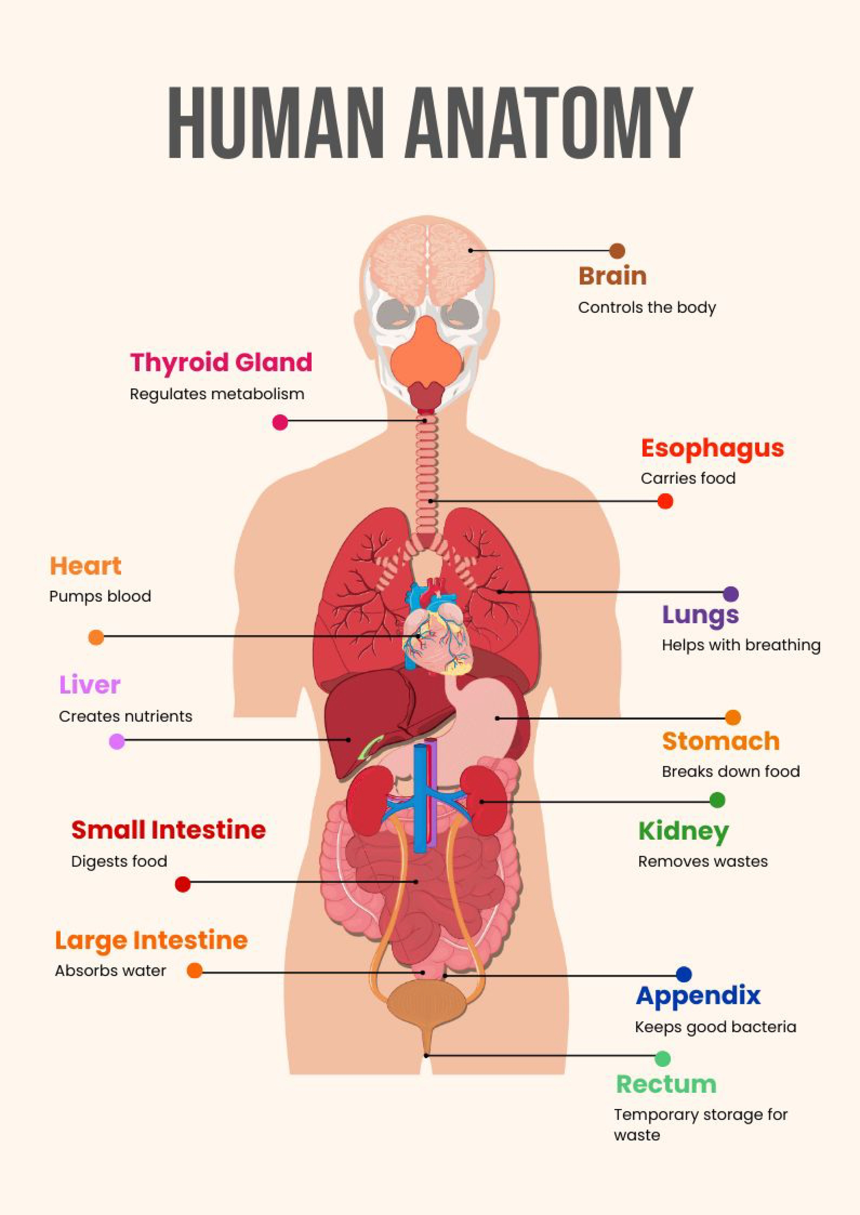 Human Anatomy Chart In Illustrator, Pdf - Download | Template with Free Printable Human Anatomy Diagrams