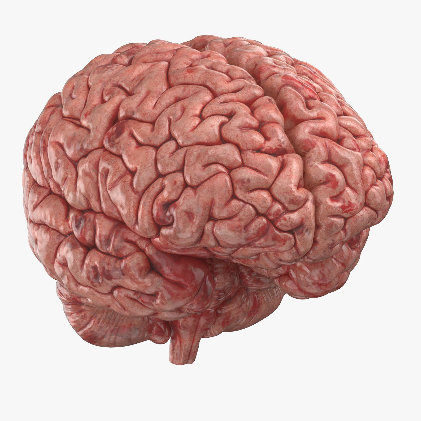 Human Brain (3D Printable) 3D Model $79 - .Max .Obj .C4D .Gltf .Ma with Free Printable Pictures Of The Human Brain