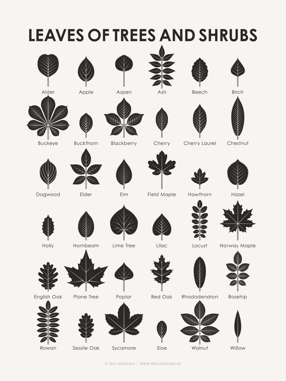 Identification Chart | Leaves Of Trees And Shrubs – Iris Luckhaus intended for Leaf Identification Chart Printable