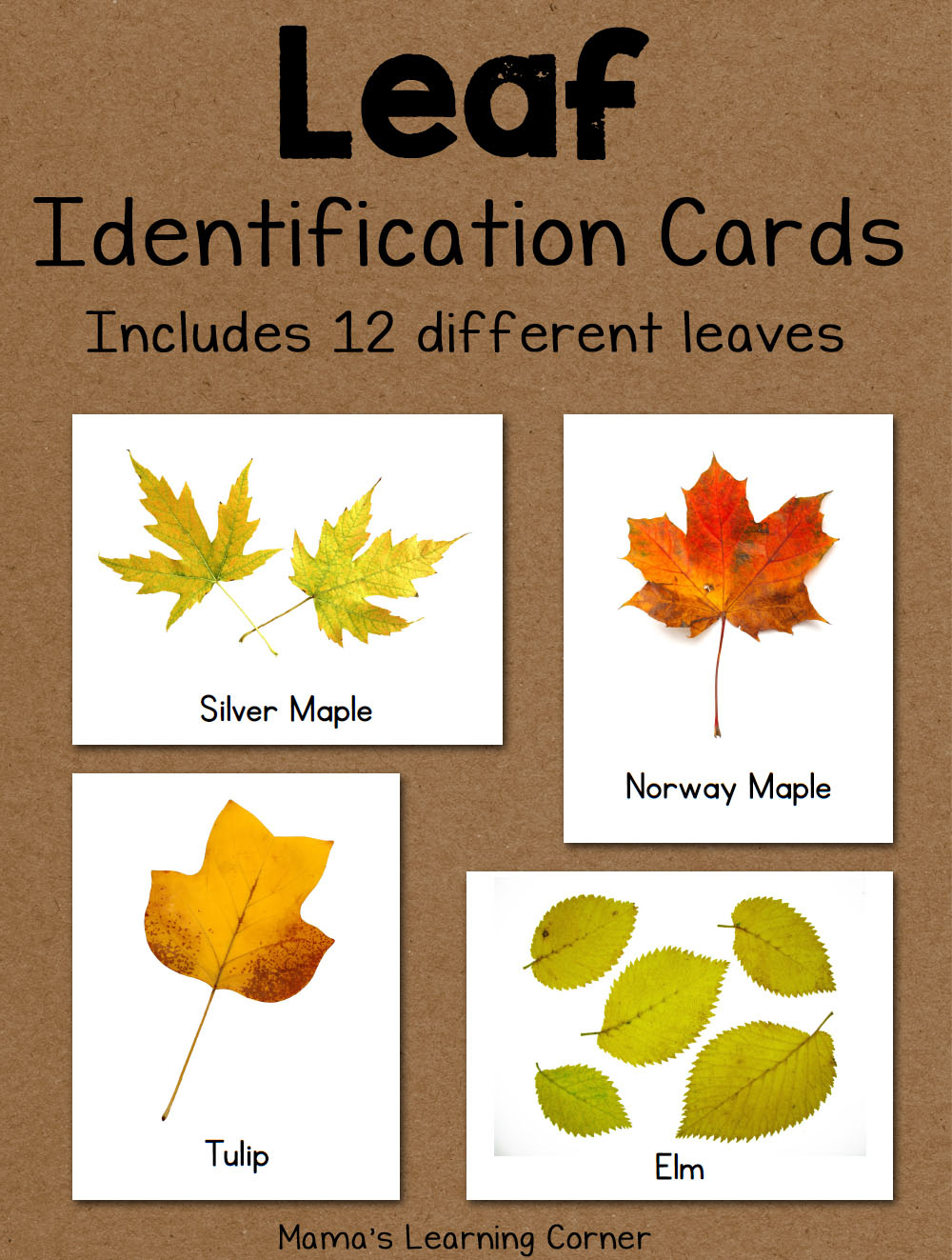 Leaf Identification Cards - Mamas Learning Corner pertaining to Leaf Identification Chart Printable