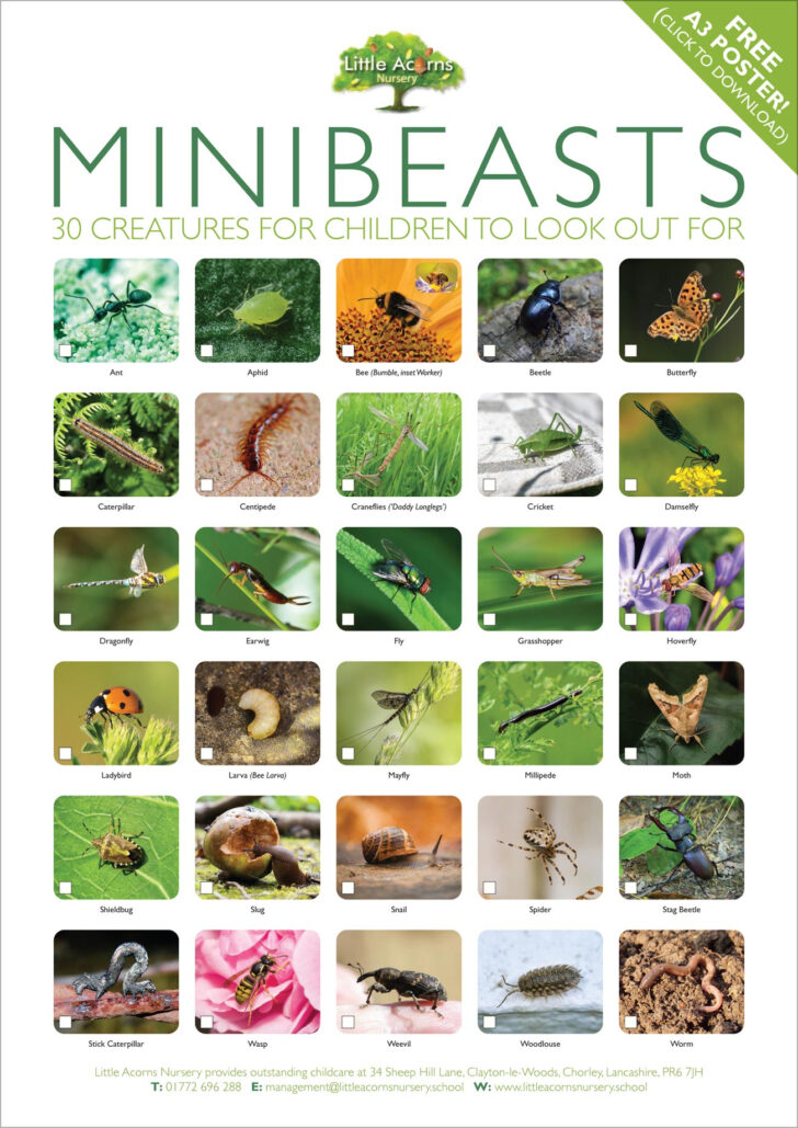 Free Minibeast Printables