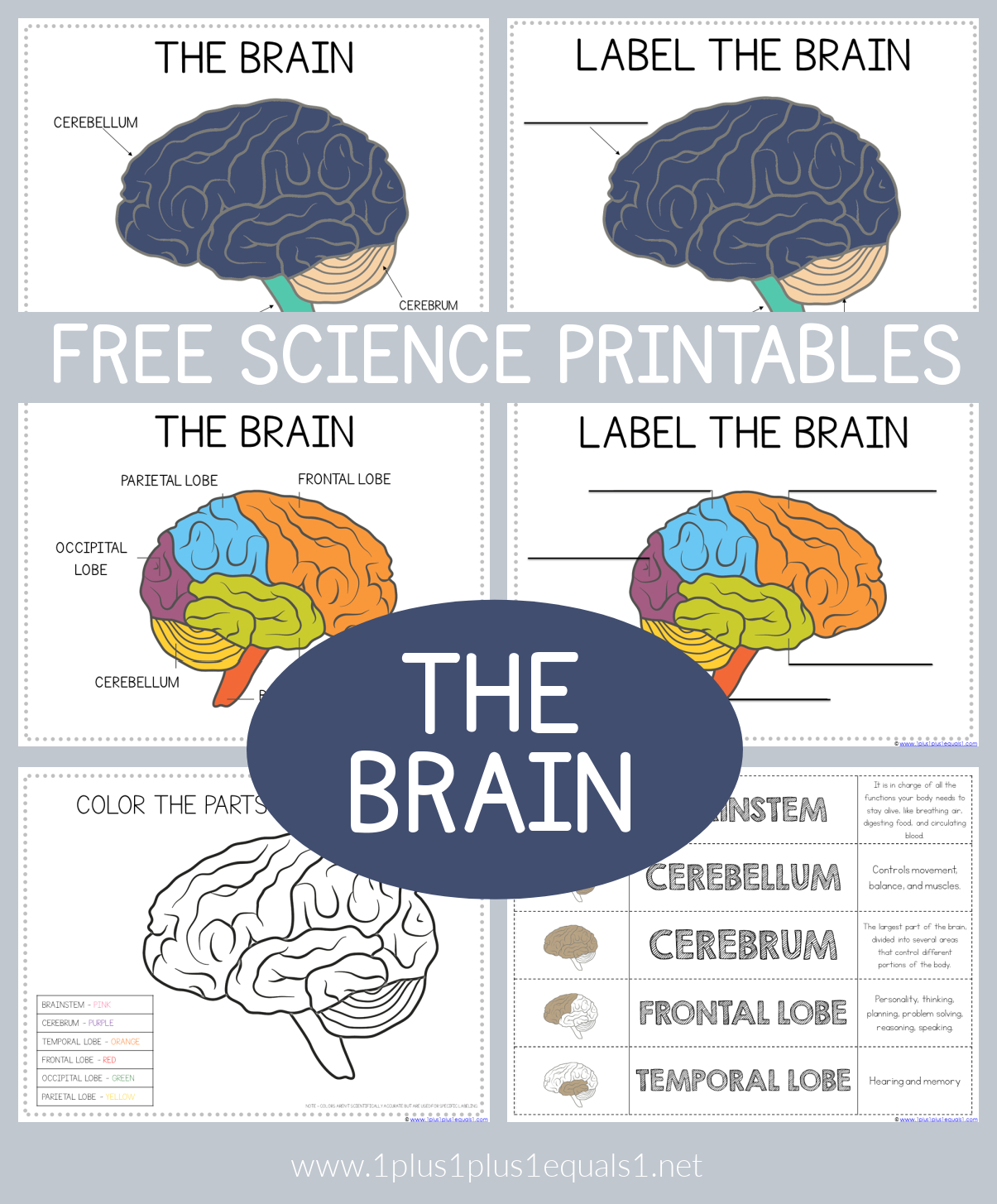 Life Science Printables - Parts Of The Brain Worksheets - 1+1+1=1 intended for Free Printable Pictures Of The Human Brain