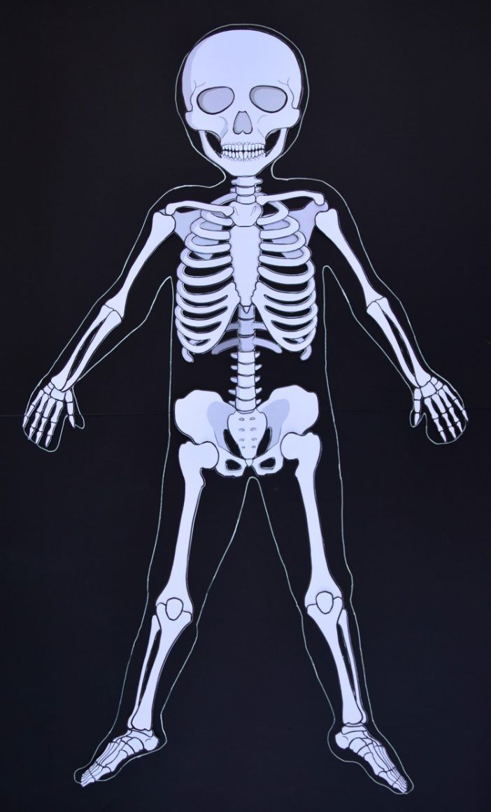 Life-Size Printable Human Skeleton For Kids throughout Free Life Size Printable Skeleton