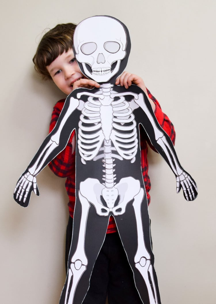 Life-Size Printable Human Skeleton For Kids within Free Life Size Printable Skeleton