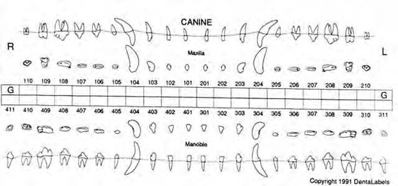 Normal Canine Dental Radiographs - Vet Dent Edu regarding Dog Dental Chart Printable