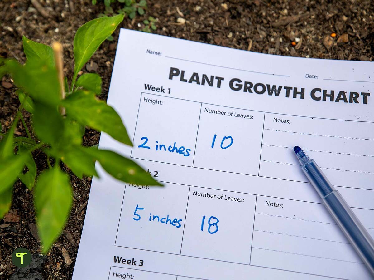 Plant Growth Chart - Worksheet | Teach Starter in Plant Growth Chart Printable