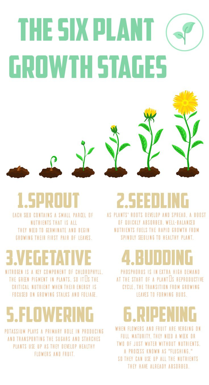 Plant Life Cycle Process Infographic inside Plant Growth Chart Printable