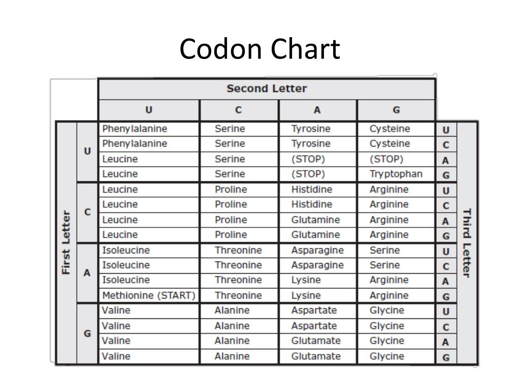 Ppt - The Codon Chart Powerpoint Presentation, Free Download - Id regarding Codon Chart Printable