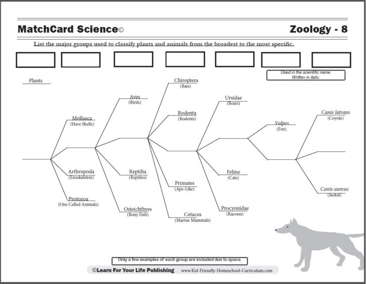 Animal Classification Chart Printable